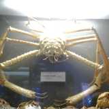 Museo del Dipartimento di Biologia: esposizione di un crostaceo