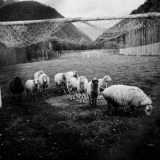 Un gruppo di pecore al pascolo colte casulmente in un campo di calcio nella campagna tra Ivanovka e Baku