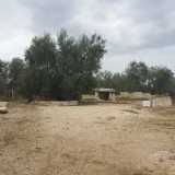 Il dolmen la Chianca, nella campagne di Bisceglie, � circondato da muretti a secco che formano una �recinzione� semicircolare