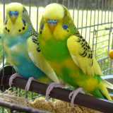 Due pappagalli cocoriti, tra gli animali pi� richiesti degli ultimi anni