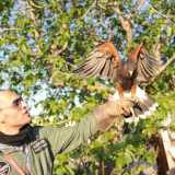Il falconiere con la poiana di Harris (Foto di Paola Sarappa-2011)