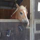 Un cavallo all'interno di un box

