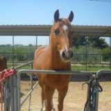 Un cavallo anziano ci osserva dall'interno di un recinto