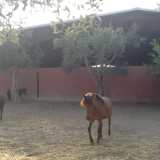 i pony utilizzati dai bambini
