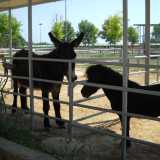 Il simpatico asino Armadillo, appartenente al circolo ippico Country Life, assieme a un pony