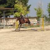 Cavaliere e cavallo sono in fase di salto