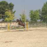 Addante ed il suo destriero durante l'allenamento di salto ostacoli
