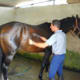 Dopo l'allenamento, il cavallo viene lavato dal suo padrone