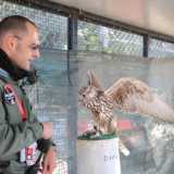 Il falconiere libera nella voliera il falco sacro (Foto di Paola Sarappa-2011)