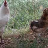 Due esemplari della gallina cilena Auracana