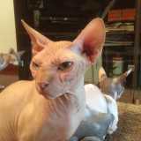 Un primo piano di Venia, uno dei sette gatti sphynx tenuti in casa da Antonio 
