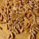 Grano di Saragolla