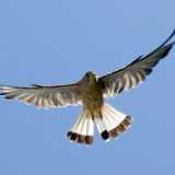 Il falco grillaio in volo