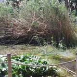Particolare delle ninfee dei laghi Alimini