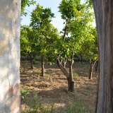 da un�apertura scorgiamo il frutteto, dove gli alberi crescono rigogliosi