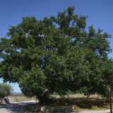 La roverella