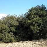 La quercia spinosa