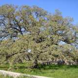 La quercia vallonea