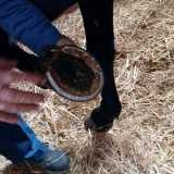 Il ferro posizionato sullo zoccolo del cavallo