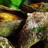 Il muscio � un mollusco bivalve dal sapore delicato il cui vero nome � Arca di No� 