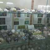 La collezione di conchiglie
