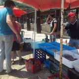 Il mercato del pesce