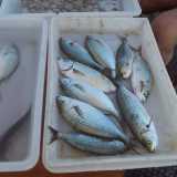 Le salpe