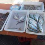 Ciambotto, salpe e noci