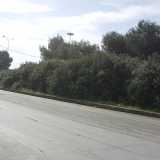 La siepe che nasconde il campo "santo" dei cani