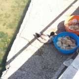 Michele rifornisce quotidianamente i volatili di grano o di pane secco ammorbidito nell�acqua