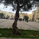 Un albero a piazza Paradiso: sopravviver� al capodanno 2014?