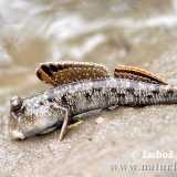 Il Periophthalmus argentilineatus, detto anche Perioftalmo argenteo