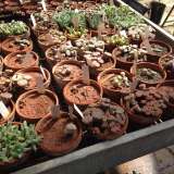 Piante grasse conservate e lithops conservati nella serra