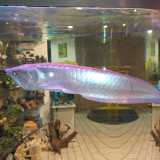 Un dettaglio dell'Arowana, il pesce portafortuna originario dell'Asia e del Centro-Sud America