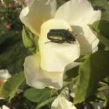 Una cetonia dorata si posa su una rosa. Le cetonie preferiscono i fiori a coppa e dai colori chiari. E' un abitante caratteristico dei rosai