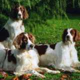 Cani che vanno di moda: Setter Inglese
