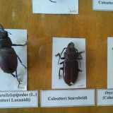Una vetrina con insetti imbalsamati: si tratta di animali xilofagi, si nutrono cio� del legno danneggiandolo in modo serio