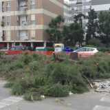 Strage di pini in Via Caldarola