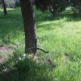 tomba con croce