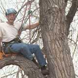 Lo scalatore di alberi