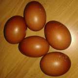 Le uova color cacao prodotte da galline Marans: arrivano a pesare anche 80 grammi