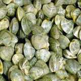 Anche le vongole sono molluschi bivalve: se ne contano circa 400 specie in tutto il mondo. Questo � un esemplare di vongola adriatica