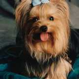 Cani non pi� di moda: Yorkshire