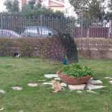 Pavoni a spasso per Molfetta