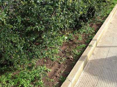 Aiuole esterne a Parco 2 giugno
