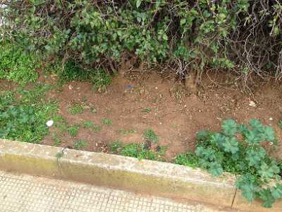 Aiuole esterne a Parco 2 giugno