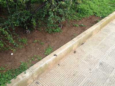 Aiuole esterne a Parco 2 giugno