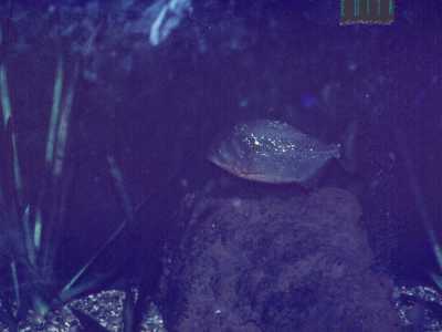 Foto amatoriali del 1983 che mostrano alcune vasche dell'acquario