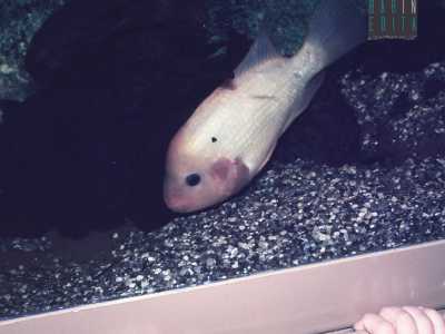 Foto amatoriali del 1983 che mostrano alcune vasche dell'acquario
