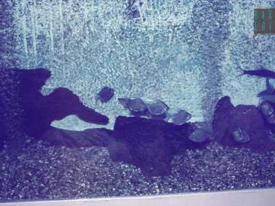 Foto amatoriali del 1983 che mostrano alcune vasche dell'acquario